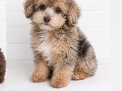 -Darling little puppies-