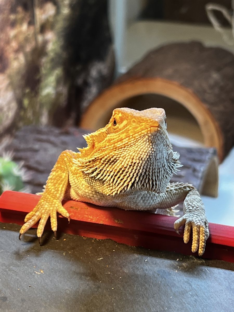 Juvenile Bearded Dragon