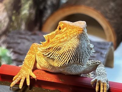 Juvenile Bearded Dragon