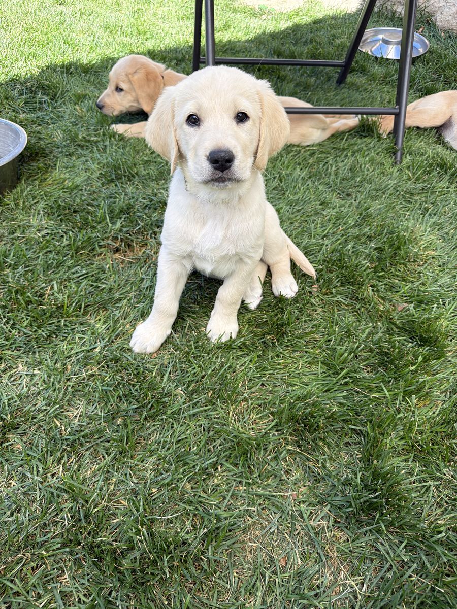 Goldador (Golden Retriever/Labrador Mix) Puppy - Available Today-1 female left