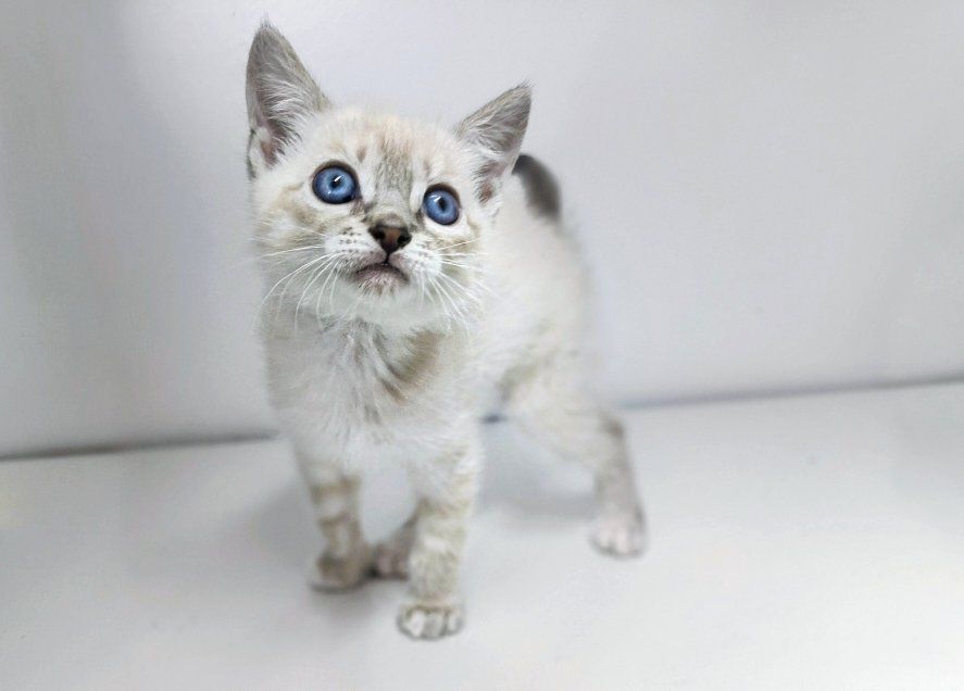 Siamese mix Kittens
