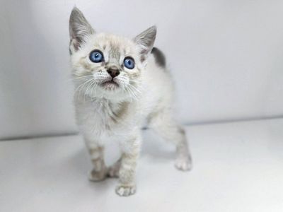 Siamese mix Kittens