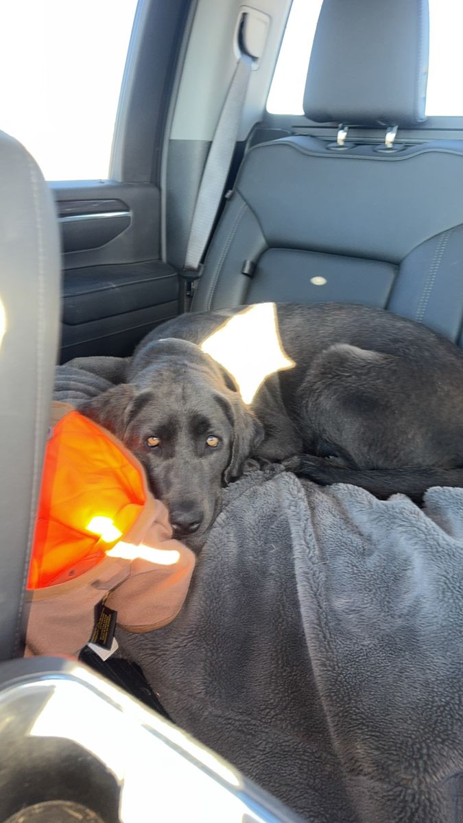 Hunting partner needs new home