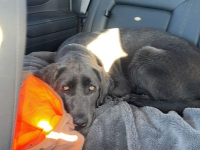 Hunting partner needs new home