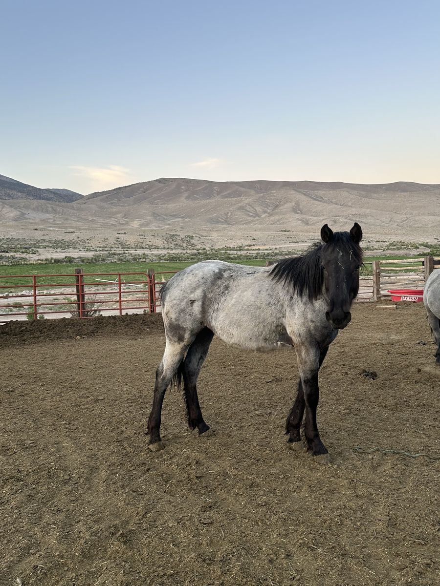 3/8 Draft Yearling Filly