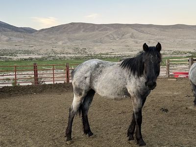3/8 Draft Yearling Filly