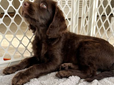 READY NOW | Labradoodle Puppy
