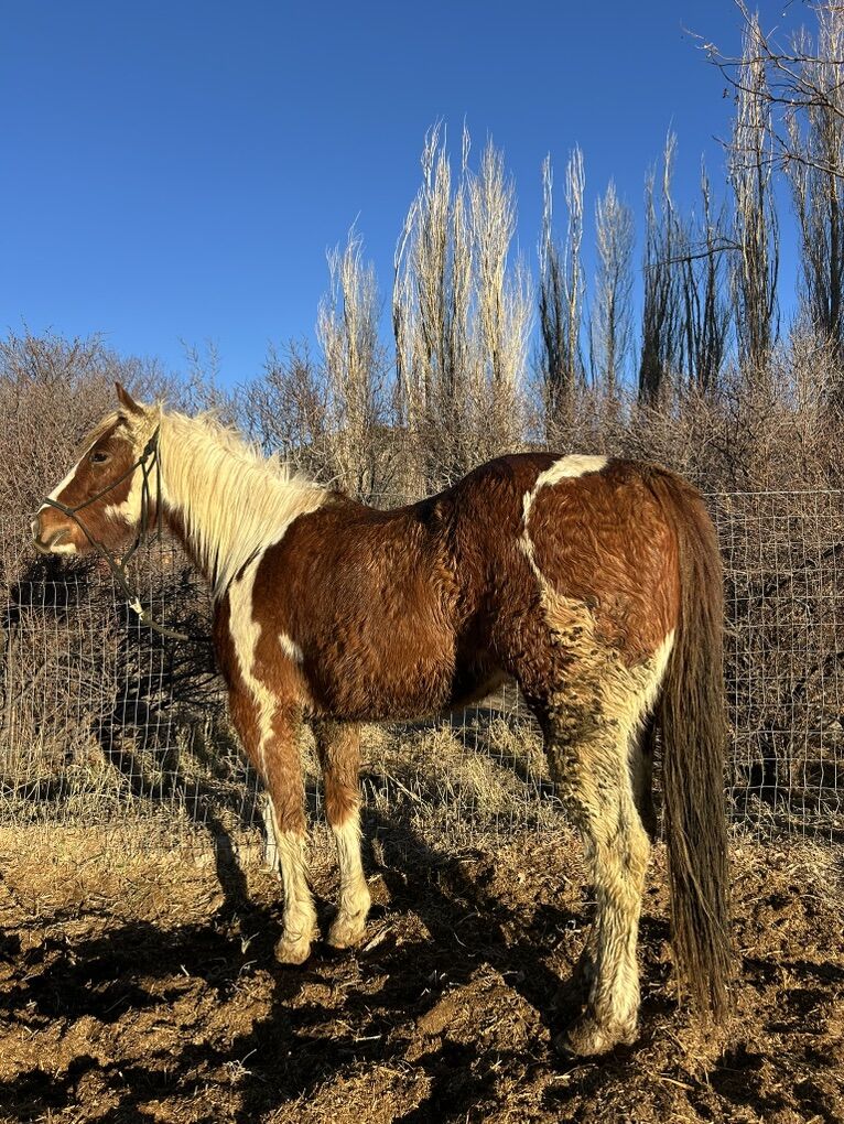 3 Year Old Paint AQHA Gelding