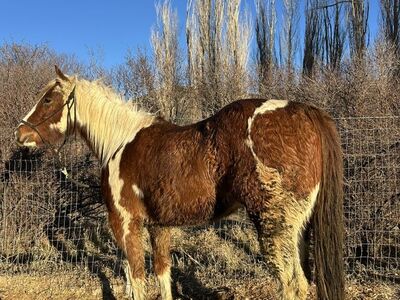 3 Year Old Paint AQHA Gelding