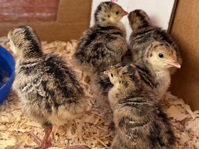 Baby Turkey Chicks!