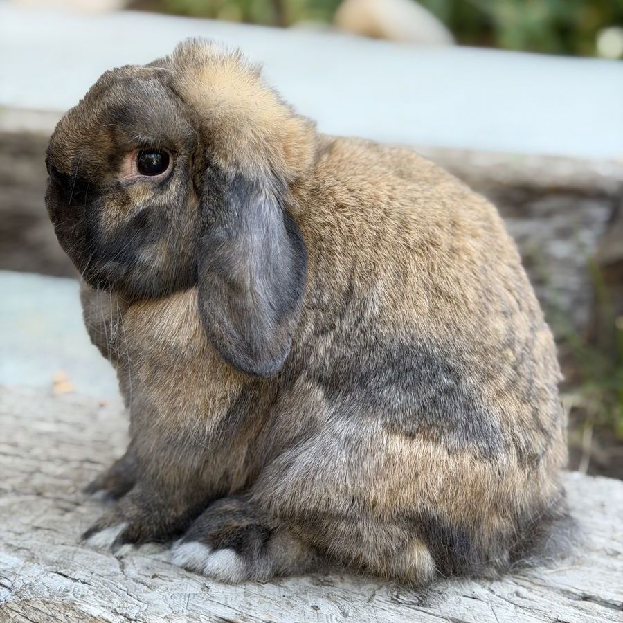 Holland Lop Doe