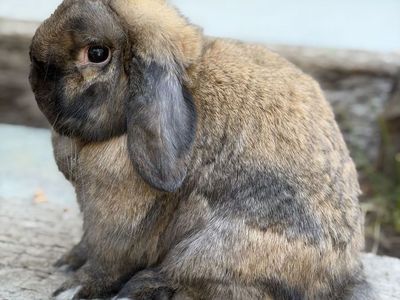 Holland Lop Doe