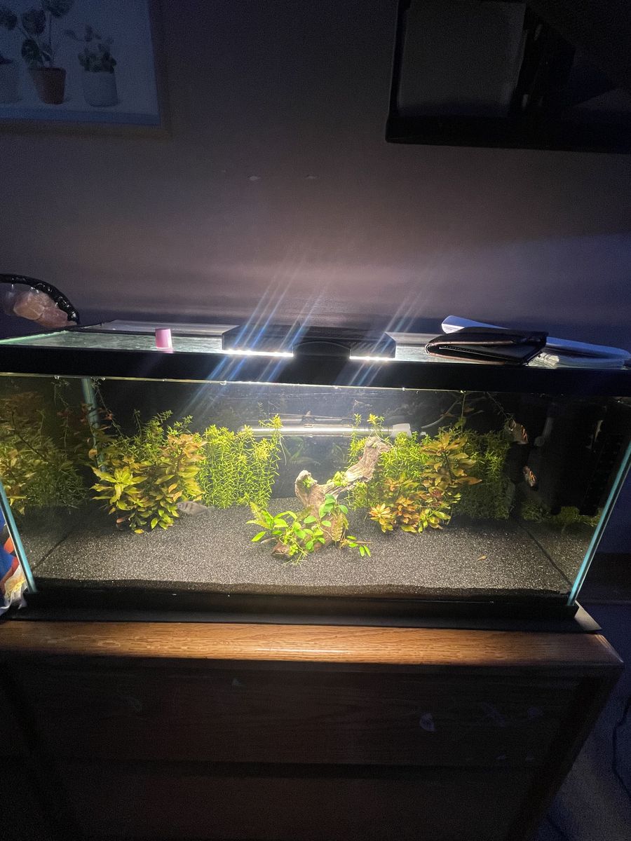 Planted 20 long Set Up