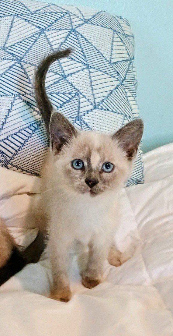 Beautiful Female Lilac/Torti Point Siamese Kitten