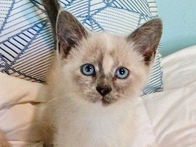 Beautiful Female Lilac/Torti Point Siamese Kitten