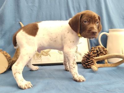 German Shorthaired Pointer Puppies GSP
