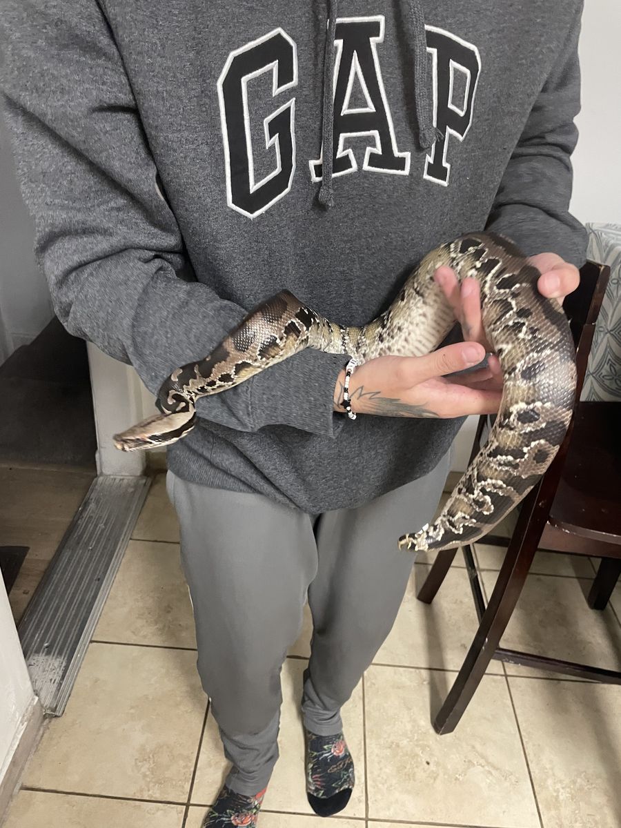 Female Sumatran short tail python her morph is “chromeback”