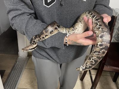 Female Sumatran short tail python her morph is “chromeback”