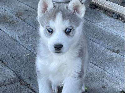 Adorable & Sweet Siberian Husky Puppies!