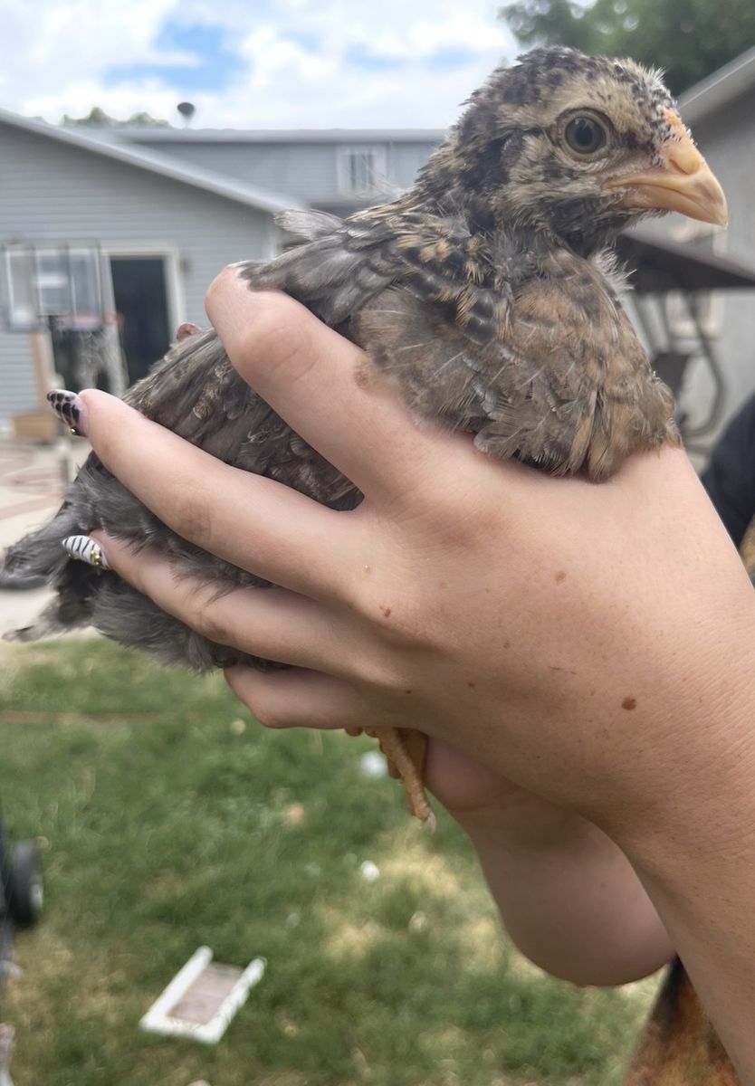 FREE Barnyard Mix & Swedish Flower Chicks (6-8 weeks, mostly pullets)