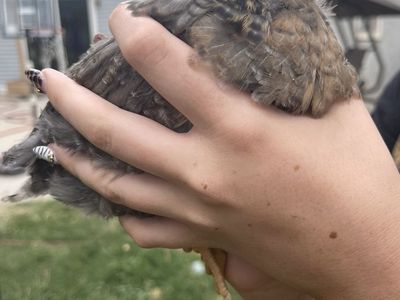 FREE Barnyard Mix & Swedish Flower Chicks (6-8 weeks, mostly pullets)
