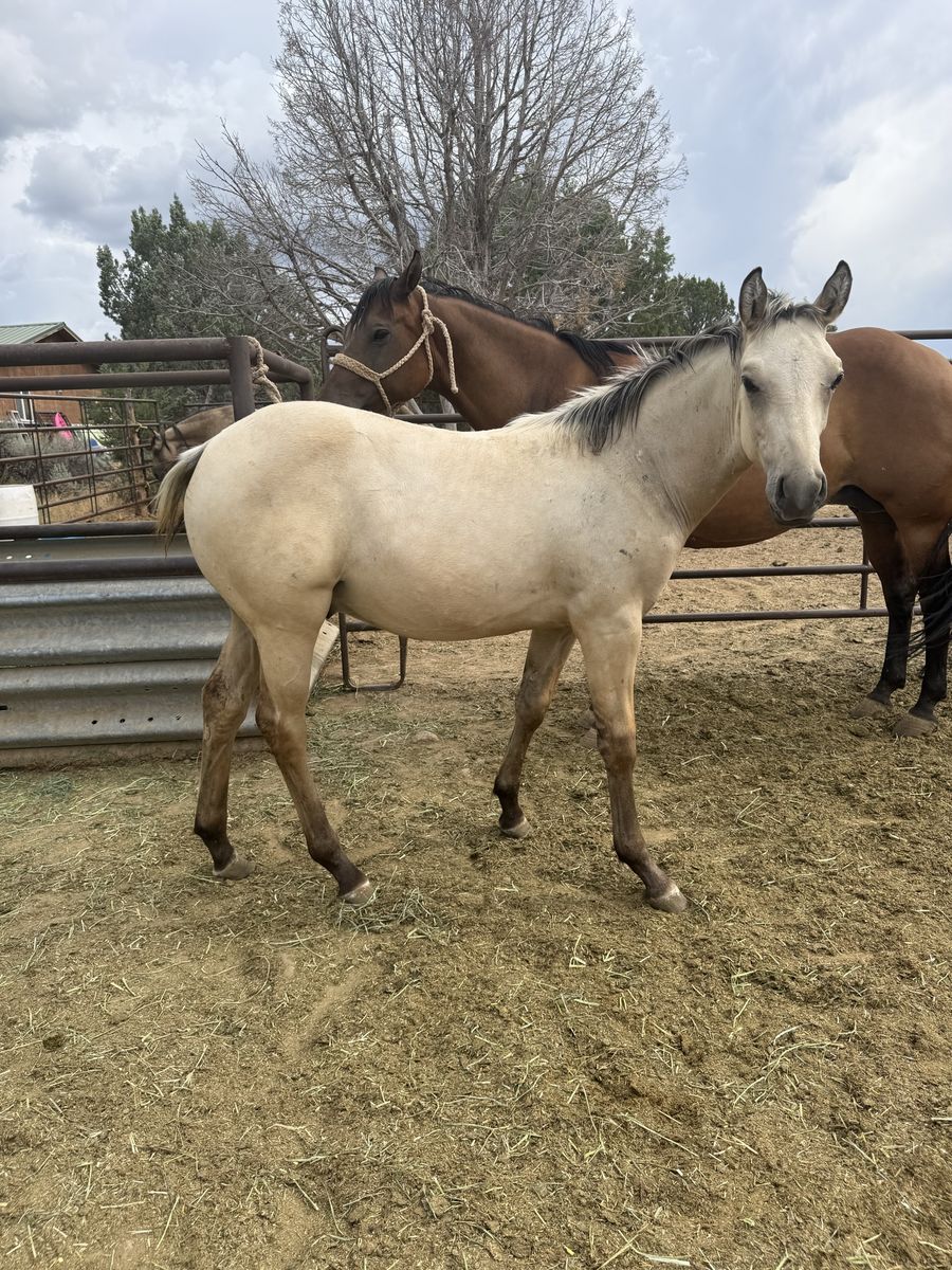 3 in 1 AQHA 9 yr old Mare and Colt