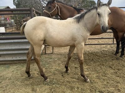 3 in 1 AQHA 9 yr old Mare and Colt