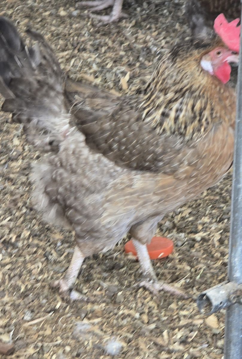 Hens