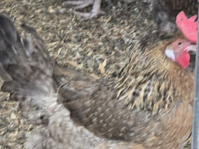 Hens