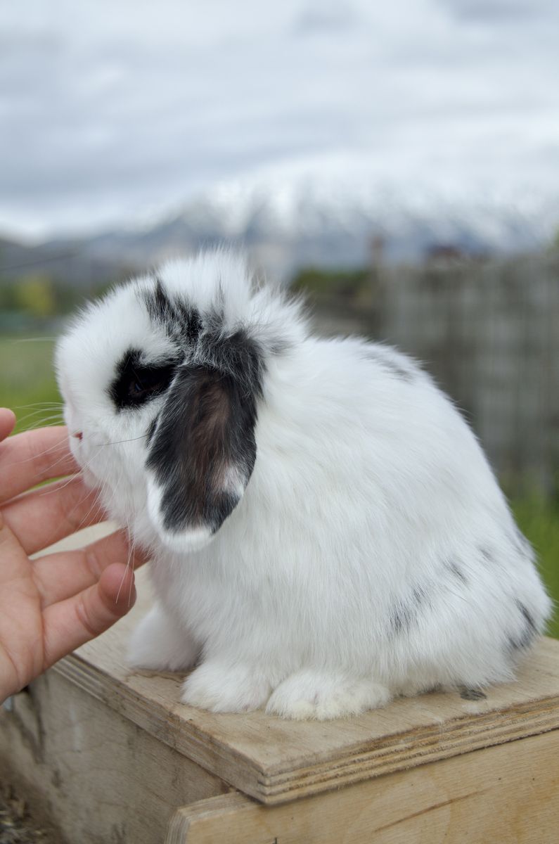 Baby Holland Lop Buck (boy)