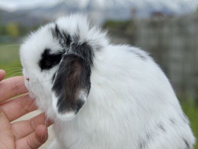 Baby Holland Lop Buck (boy)