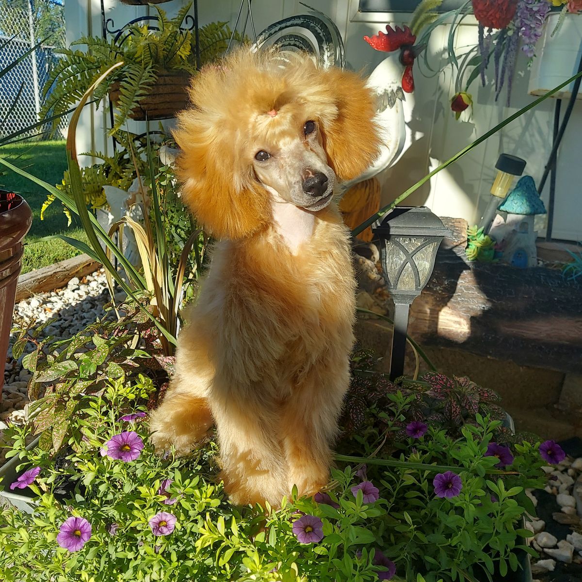 AKC Miniature Poodle Puppy