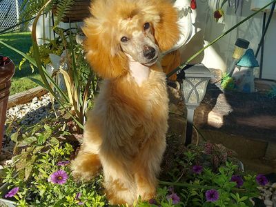 AKC Miniature Poodle Puppy