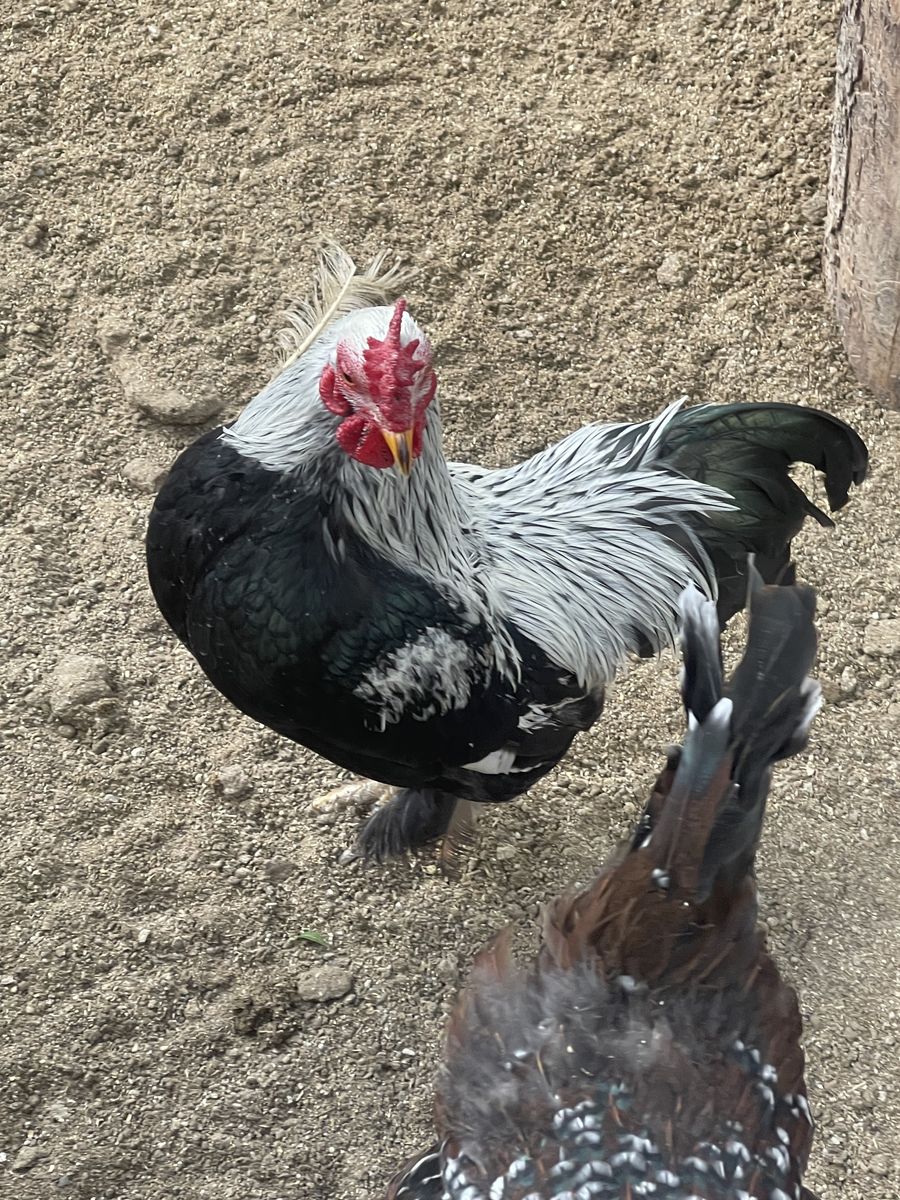 Two Free Roosters
