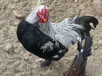 Two Free Roosters