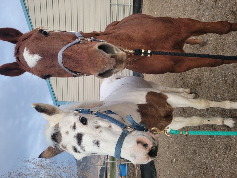 pasture horses for sale