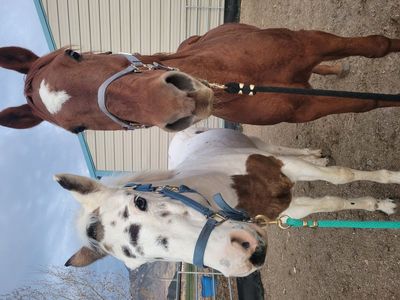 pasture horses for sale