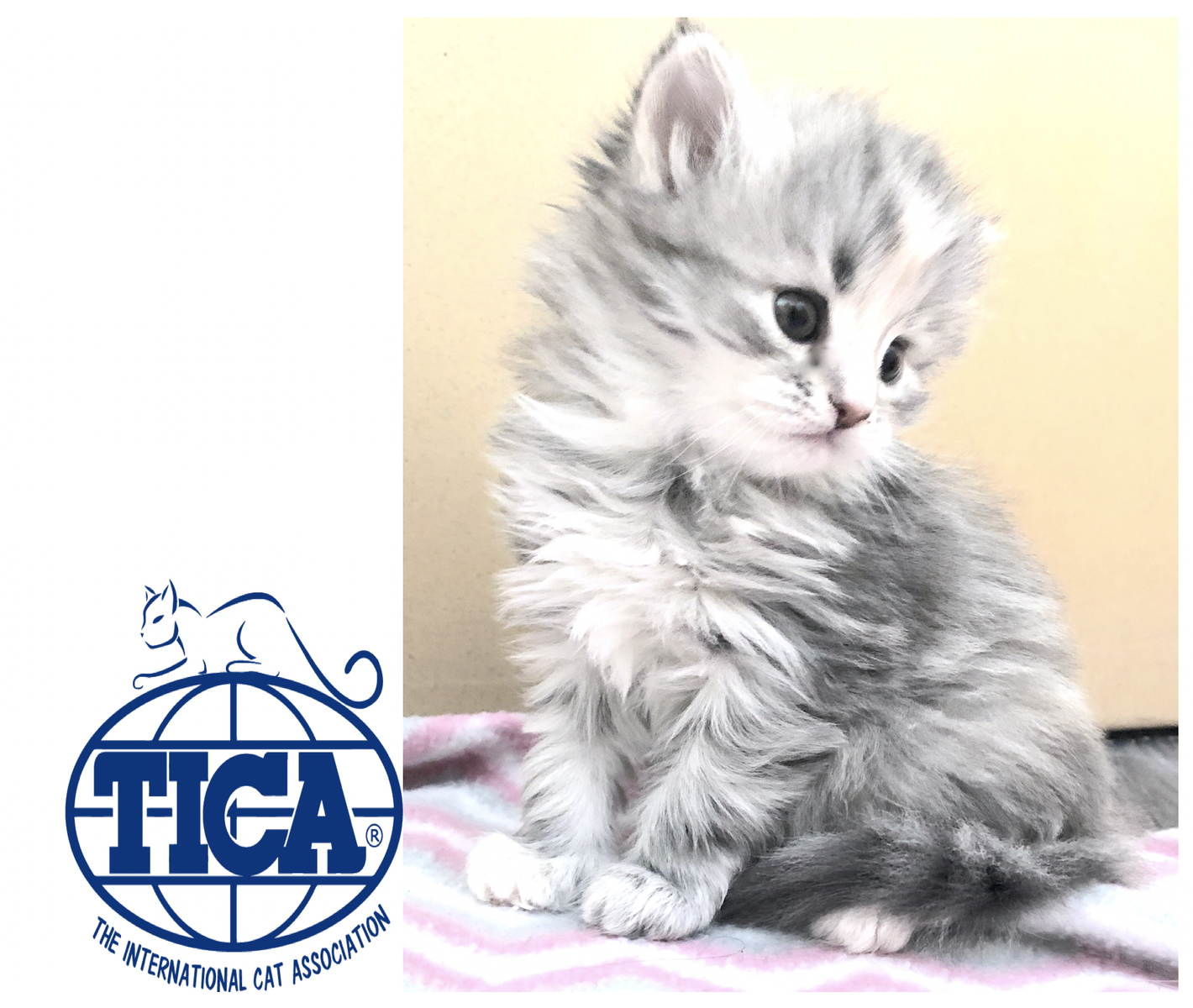 Hypoallergenic Siberian Kittens, READY to reserve for October.- November TICA. Registered! 