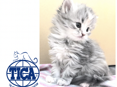 Hypoallergenic Siberian Kittens, READY to reserve for October.- November TICA. Registered!