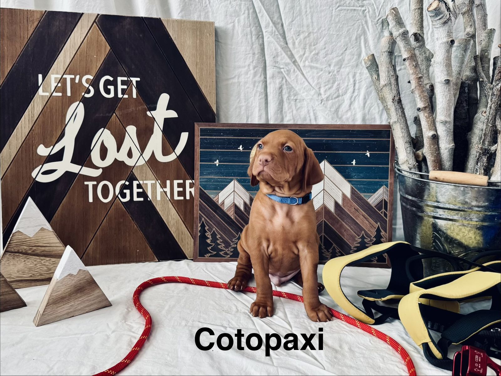 AKC Vizsla puppies