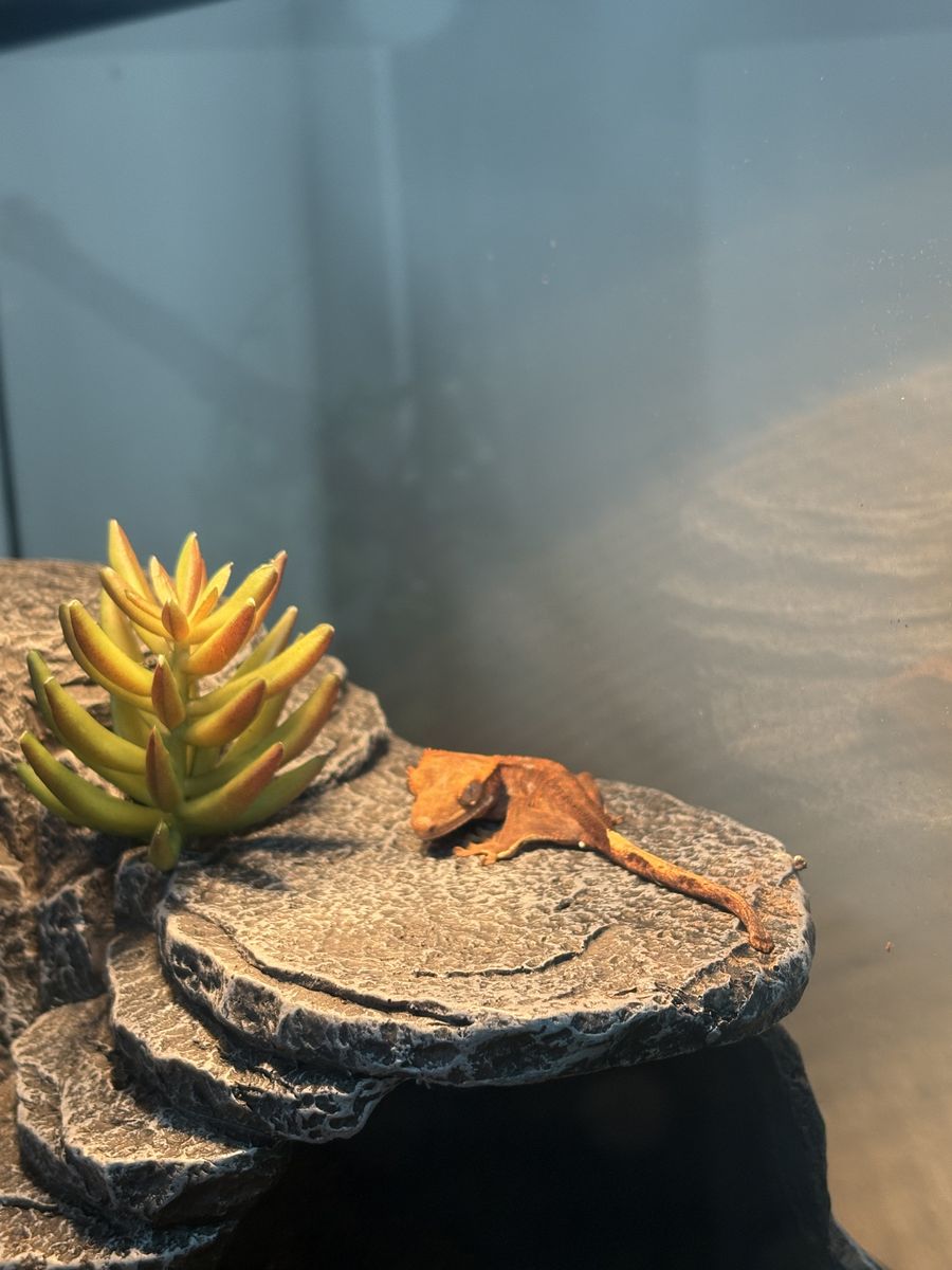 Juvenile Crested Gecko + all supplies