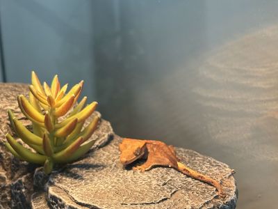 Juvenile Crested Gecko + all supplies