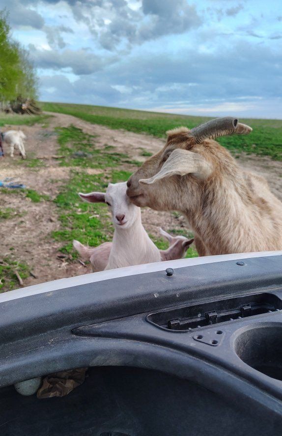 milker goat for sale