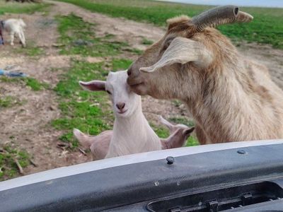 milker goat for sale