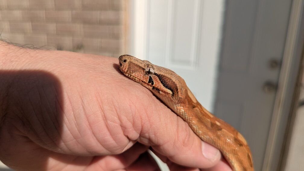 pinkbelly whitewall (salt) HyTec jungle het Vpi T