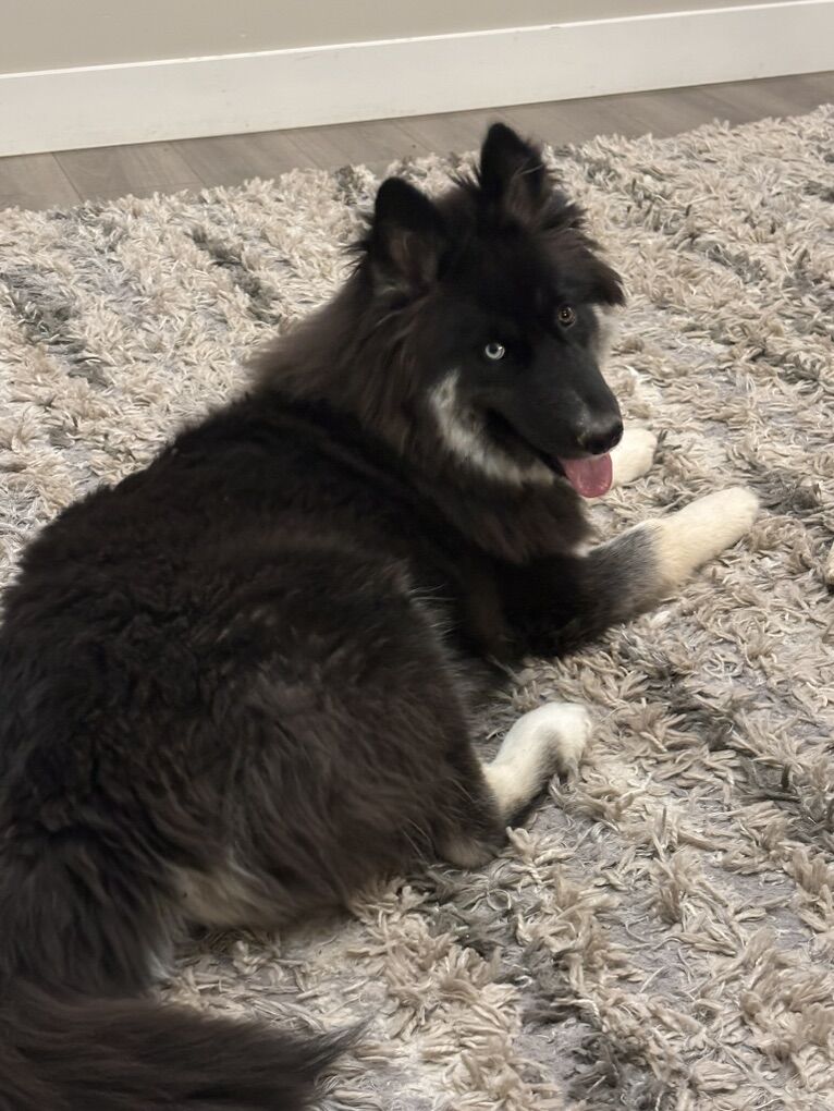 Purebred 2-Year-Old Female Siberian Husky