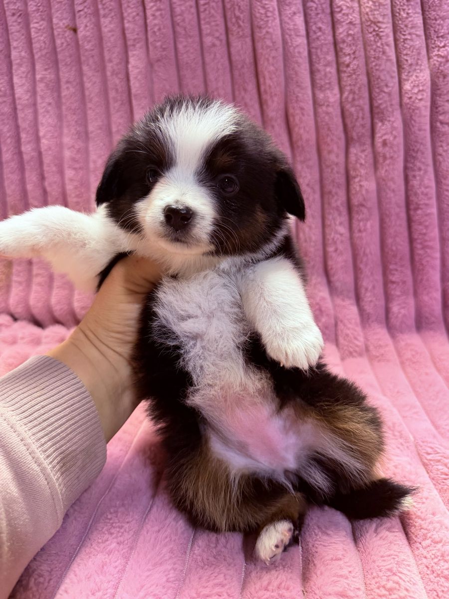 Toy Aussie Puppies Toy Australian Shepherd