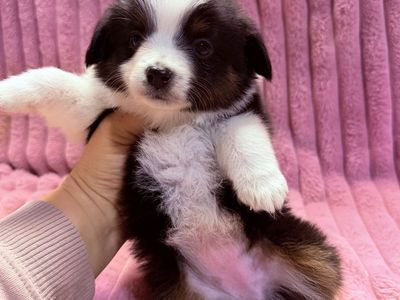 Toy Aussie Puppies Toy Australian Shepherd