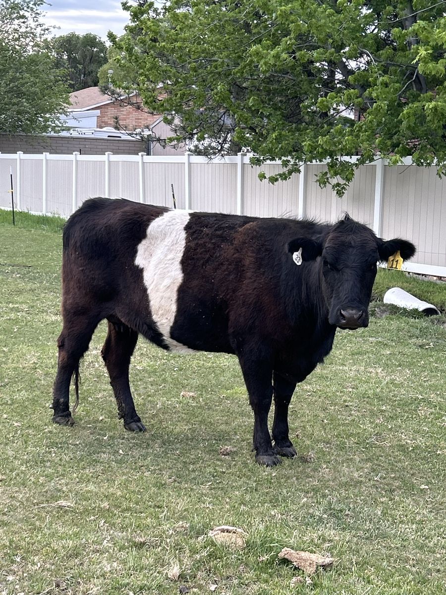 Cow with calf