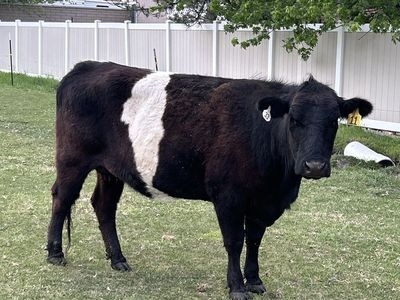 Cow with calf